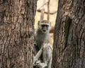 Vervet monkey, or vervet, an Old World monkey of the family Cercopithecidae native to Africa.