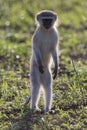 Vervet monkey walk back-lit in the early morning sun