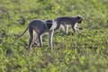 Vervet monkey walk back-lit in the early morning sun