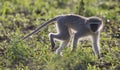 Vervet monkey walk back-lit in the early morning sun