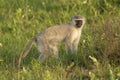 Vervet monkey Royalty Free Stock Photo