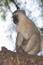 Vervet Monkey