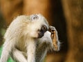 Vervet Monkey & x28;Chlorocebus aethiops& x29; sratching its head, taken in South Africa Royalty Free Stock Photo