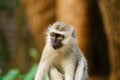 Vervet Monkey (Chlorocebus aethiops), taken in South Africa Royalty Free Stock Photo