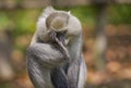 Vervet monkeyes / Sodwana Bay National Park/ South Africa