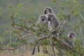 Vervet monkeys at Addo Elephant National Park Royalty Free Stock Photo