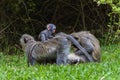 Vervet Monkeys Baby Ride