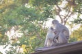 Vervet monkeys family Royalty Free Stock Photo