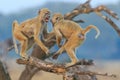 Vervet monkeys fighting on branch Royalty Free Stock Photo