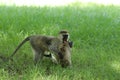 Vervet monkeys fighting in the grass in the african savannah.