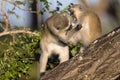 Vervet Monkeys in Kruger National Park Royalty Free Stock Photo