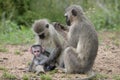 Vervet monkeys in Kruger National Park Royalty Free Stock Photo