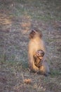 Vervet monkeys Royalty Free Stock Photo