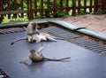 Vervet monkeys playing on a trampoline Royalty Free Stock Photo