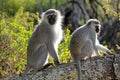 Vervet monkeys sitting in a tree, South Africa