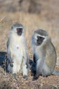 Vervet monkeys socializing