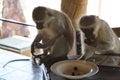 Vervet Monkeys stealing olives from the plate