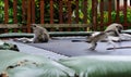 Vervet monkeys on trampoline Royalty Free Stock Photo