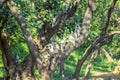 Vervet monkeys at a tree in Sariska national park