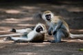 The vervet monkeys, Tsavo West, Kenya, Africa.