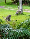Vervet monkeys walking through trailer park Royalty Free Stock Photo