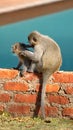 Vervet monkeys on a wall Royalty Free Stock Photo