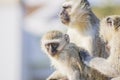 Vervet Monkies cleaning their young Royalty Free Stock Photo