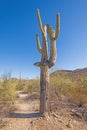 Very Aged and Gnarled Saguaro Cactus