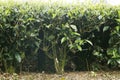 very aged tea plant in a farm in kerala