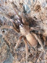 Tarantula chilobrachys electric blue. Very poisonous spider