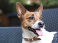 Very alert Jack Russell Terrier on a garden chair