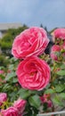 a very amazing rose growing in front of the yard