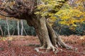 A very ancient beech tree, Burnham Beeches, Buckinghamshire, UK