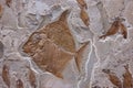 Detail of an ancient fish fossil Royalty Free Stock Photo