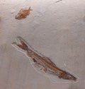 Detail of an ancient fish fossil Royalty Free Stock Photo