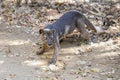 Very angry fossa, kirindy Royalty Free Stock Photo