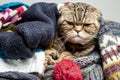 Very angry and frustrated cat Scottish Fold prepares for the cold autumn and winter, wraps herself and hides in a pile of woolen,