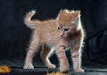 Very angry ginger tiger-kitten Royalty Free Stock Photo