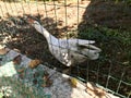 Very angry goose behind a plastic mesh. Royalty Free Stock Photo