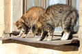 Very angry synchronous cats look furiously ruffling their fur. Royalty Free Stock Photo