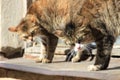 Very angry synchronous cats look furiously ruffling their fur. Royalty Free Stock Photo