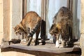 Very angry synchronous cats look furiously ruffling their fur. Royalty Free Stock Photo