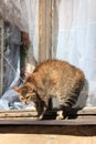 Very angry synchronous cats look furiously ruffling their fur. Royalty Free Stock Photo