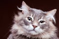 Very annoyed cat on brown background in studio Royalty Free Stock Photo