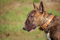 A very attentive bull terrier dog with a leather collar