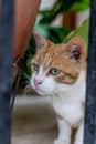 attentive ginger cat