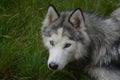 Very Attentive Siberian Husky