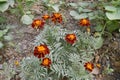 Very Attractive Colorful Marigold Flowers.
