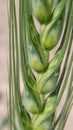 Very Attractive Green Wheats Macro Shot. Royalty Free Stock Photo