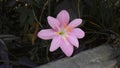 Very Attractive Pink Lily Flower.